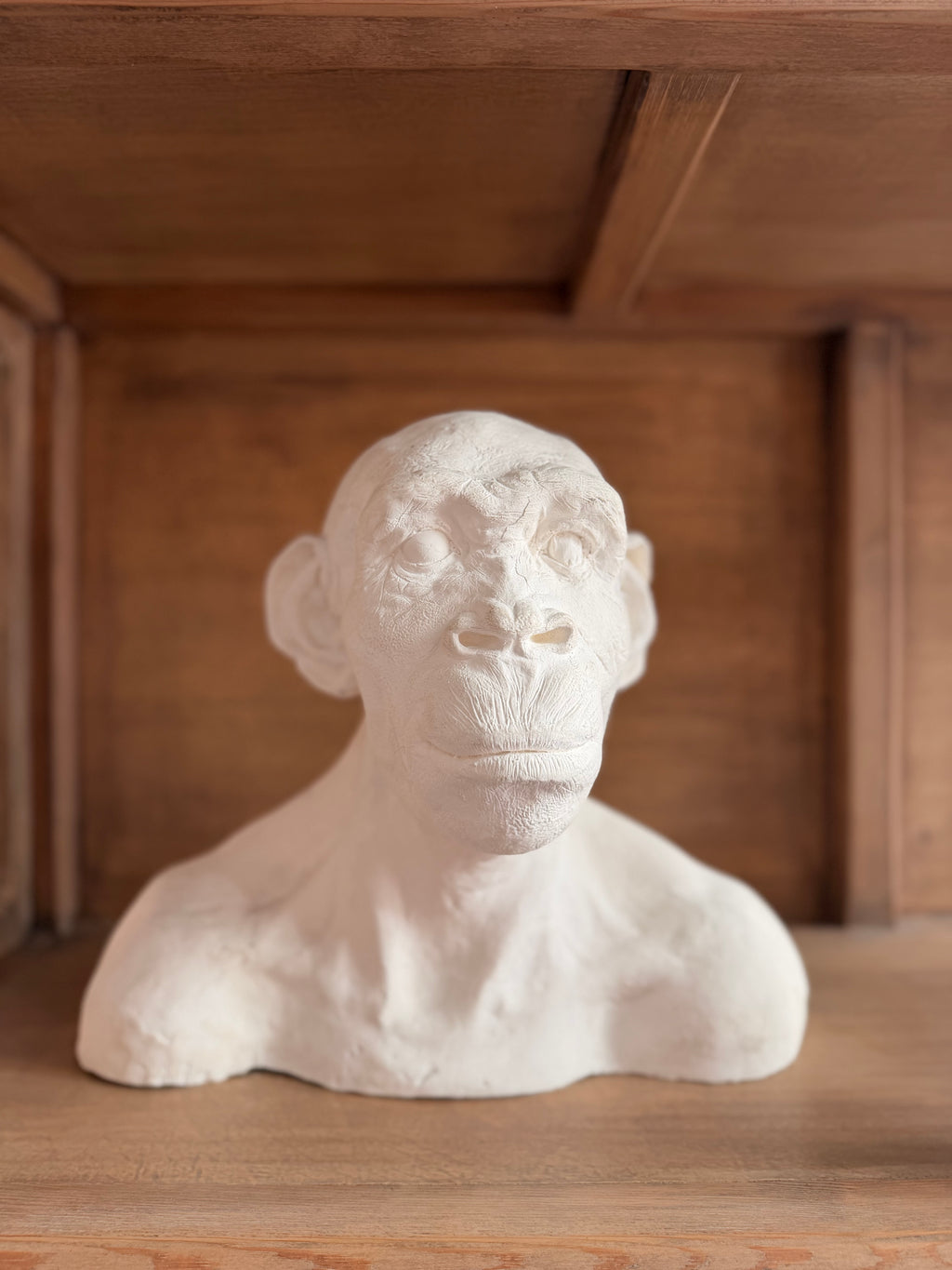 Major Anthropological Work – Set of 8 Sculpted Busts: The Morphological Evolution of Humankind – Exceptional Cabinet of Curiosities Piece