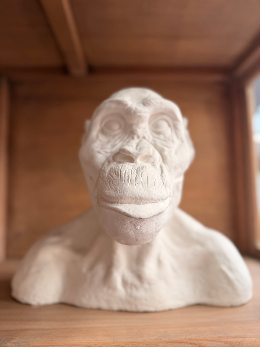 Major Anthropological Work – Set of 8 Sculpted Busts: The Morphological Evolution of Humankind – Exceptional Cabinet of Curiosities Piece
