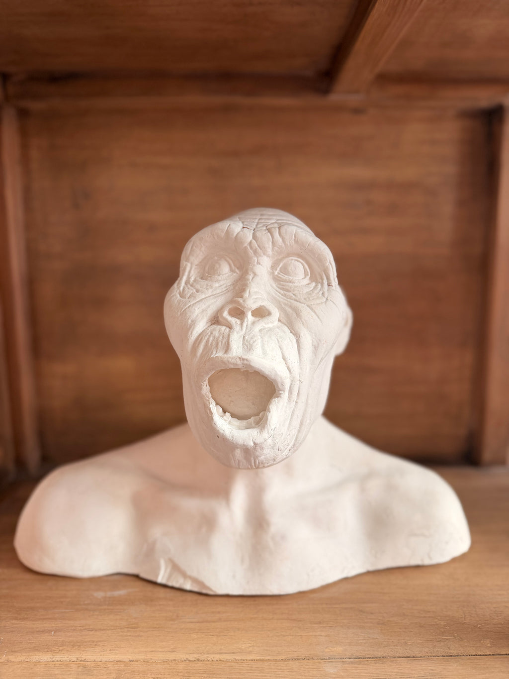 Major Anthropological Work – Set of 8 Sculpted Busts: The Morphological Evolution of Humankind – Exceptional Cabinet of Curiosities Piece