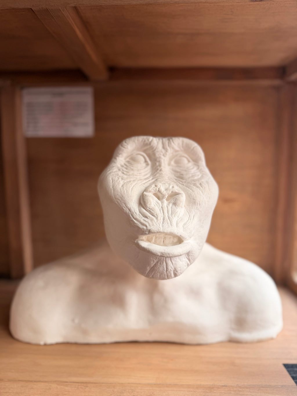 Major Anthropological Work – Set of 8 Sculpted Busts: The Morphological Evolution of Humankind – Exceptional Cabinet of Curiosities Piece