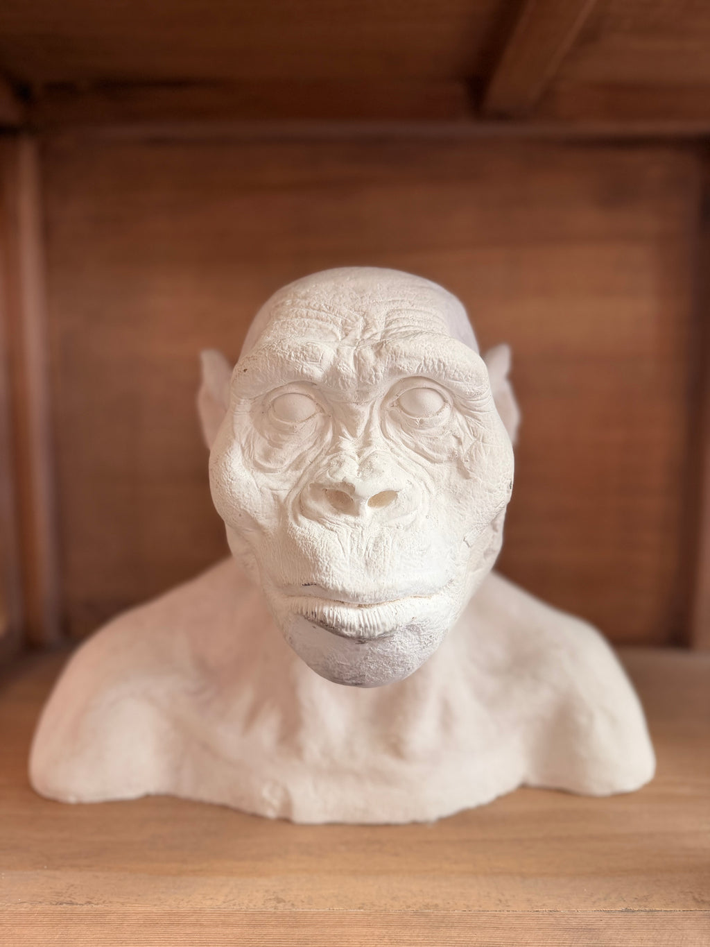 Major Anthropological Work – Set of 8 Sculpted Busts: The Morphological Evolution of Humankind – Exceptional Cabinet of Curiosities Piece