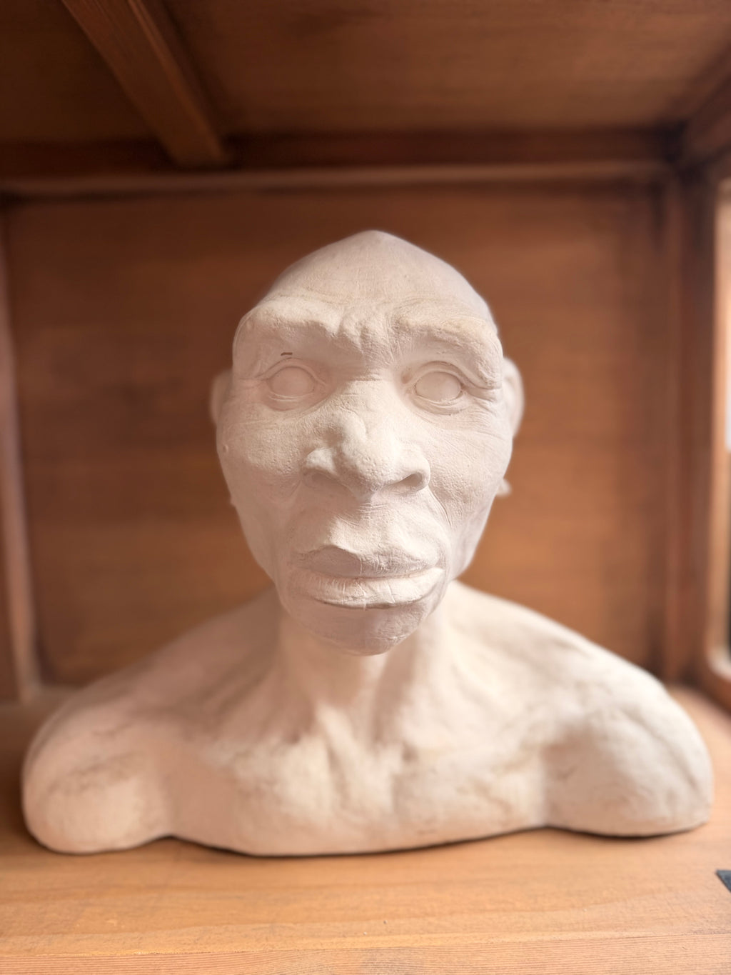 Major Anthropological Work – Set of 8 Sculpted Busts: The Morphological Evolution of Humankind – Exceptional Cabinet of Curiosities Piece