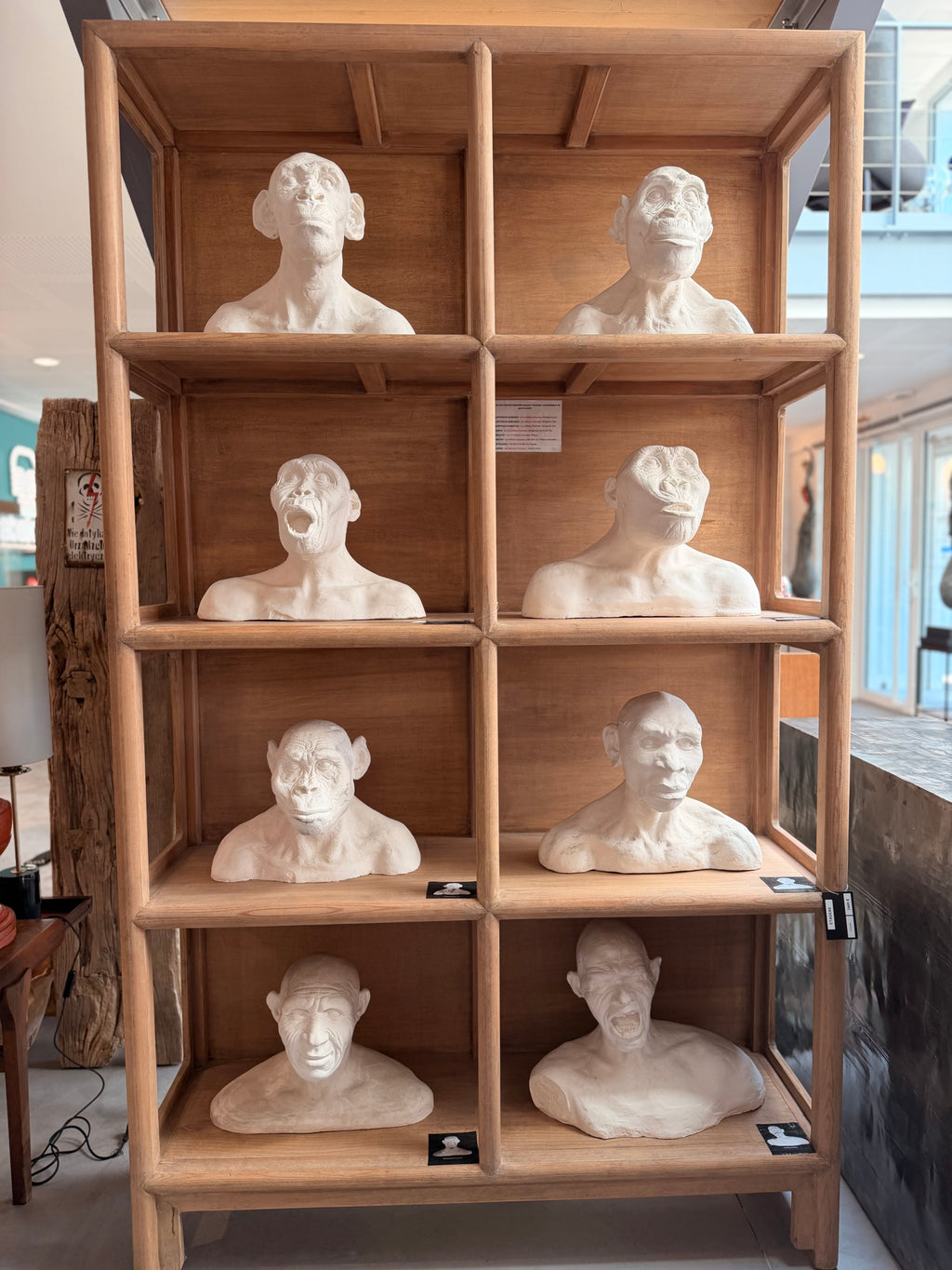 Major Anthropological Work – Set of 8 Sculpted Busts: The Morphological Evolution of Humankind – Exceptional Cabinet of Curiosities Piece