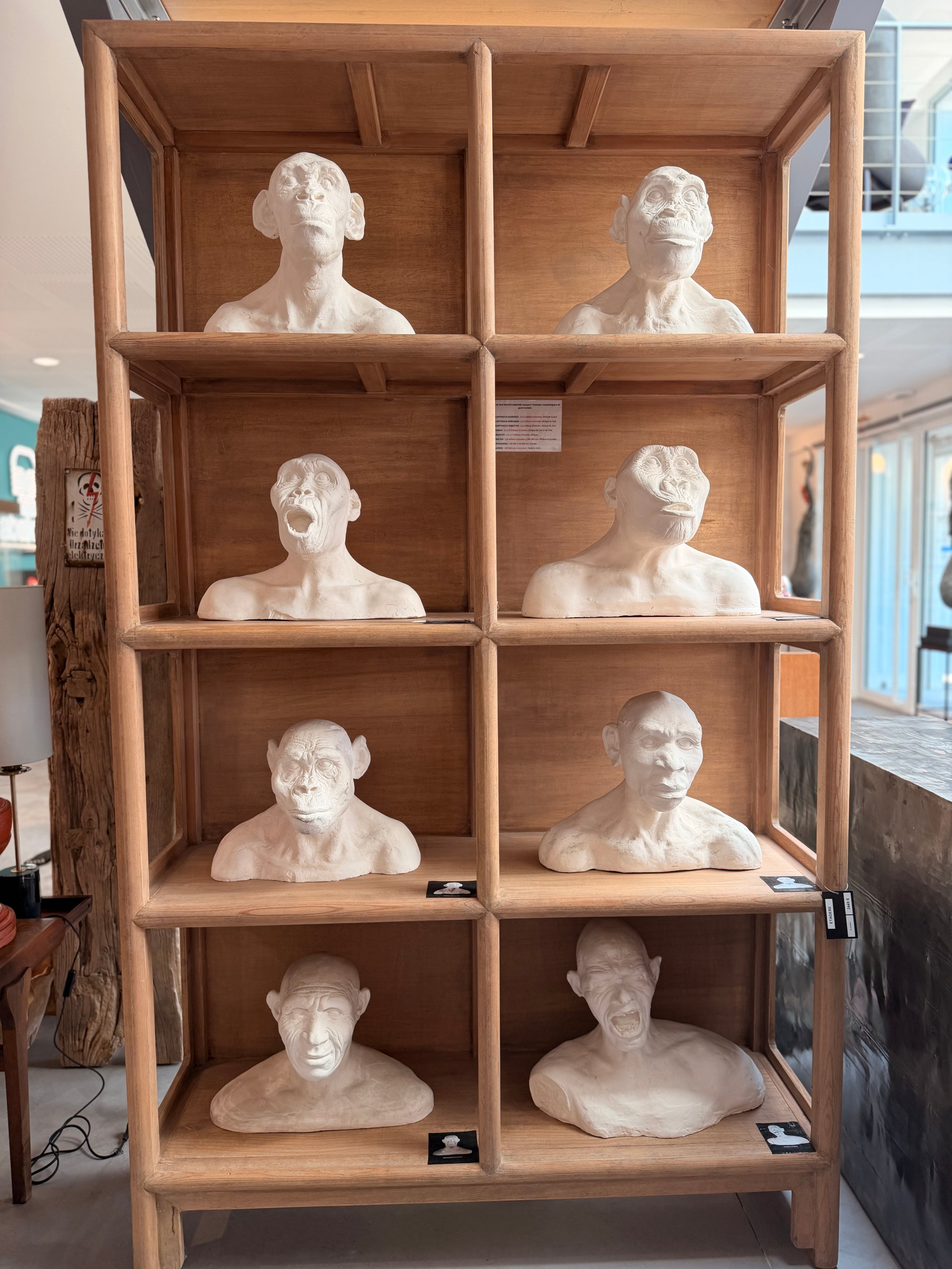 Major Anthropological Work – Set of 8 Sculpted Busts: The Morphological Evolution of Humankind – Exceptional Cabinet of Curiosities Piece